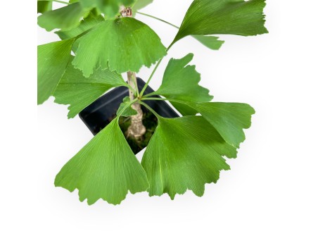 Gingko biloba gold flame - 35 cm