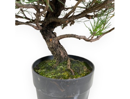 Pinus Thunbergii - Pino Nero - 44 cm