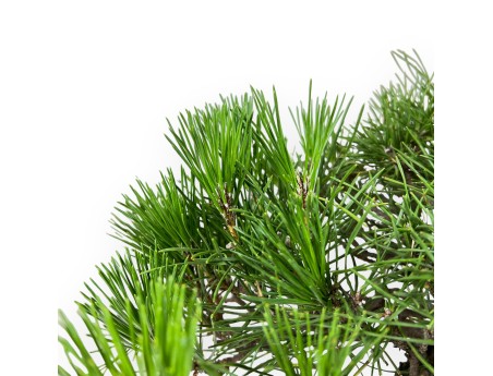 Pinus Thunbergii - Schwarzkiefer - 44 cm