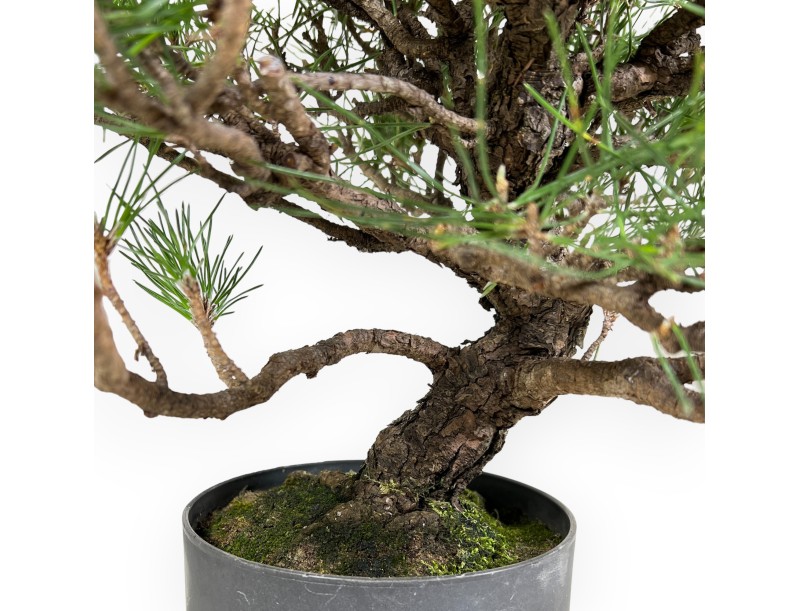 Pinus Thunbergii - Black Pine - 44 cm