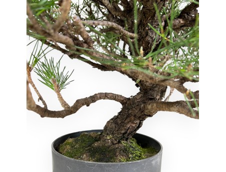 Pinus Thunbergii - Zwarte den - 44 cm