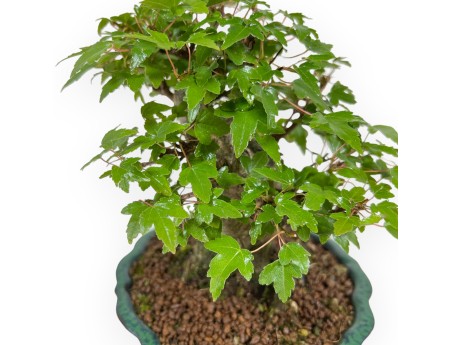 Acer Buergerianum - 18 cm