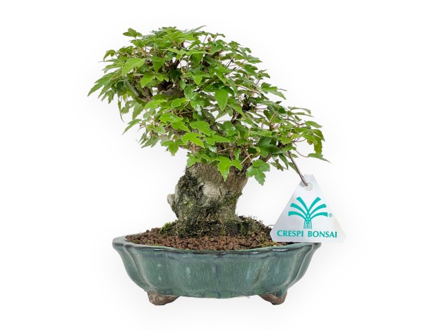 Acer Buergerianum - Érable - 18 cm