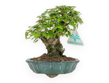 Acer Buergerianum - Acero - 18 cm