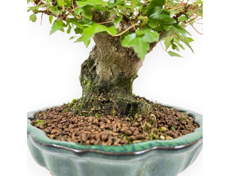Acer Buergerianum - Maple - 18 cm