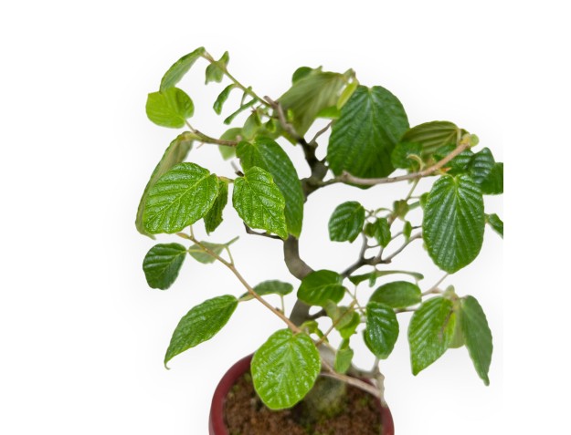 Corylopsis - 21 cm 2