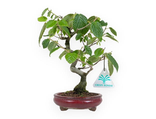 Corylopsis - 21 cm