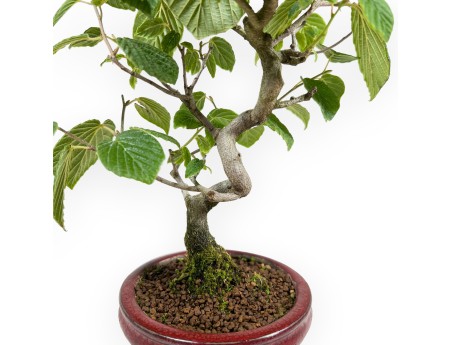 Corylopsis - 21 cm