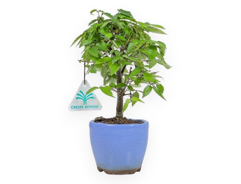 Zelkova serrata – Ulme – 23 cm