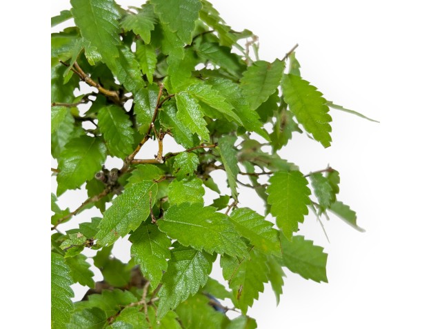 Zelkova Serrata - Orme - 23 cm 2