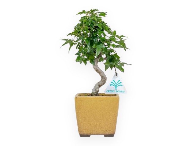 Acer Buergerianum - Acero - 25 cm