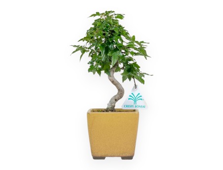 Acer Buergerianum - 25 cm
