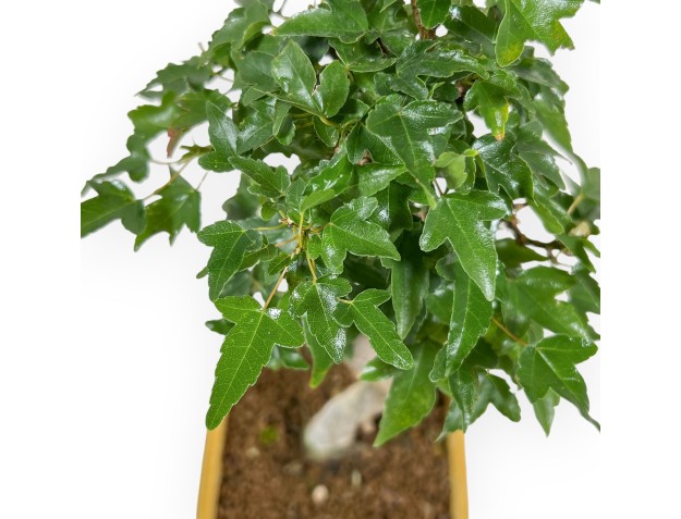 Acer Buergerianum - 25 cm 2
