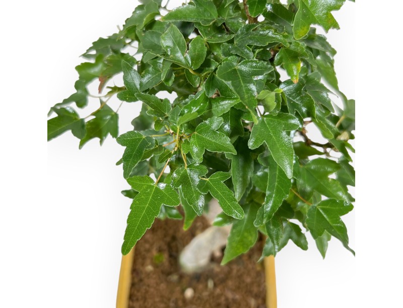 Acer Buergerianum - 25 cm