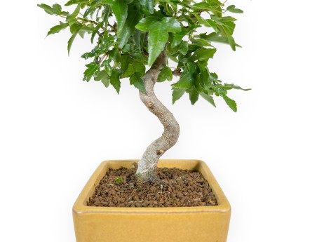 Acer Buergerianum - Érable - 25 cm