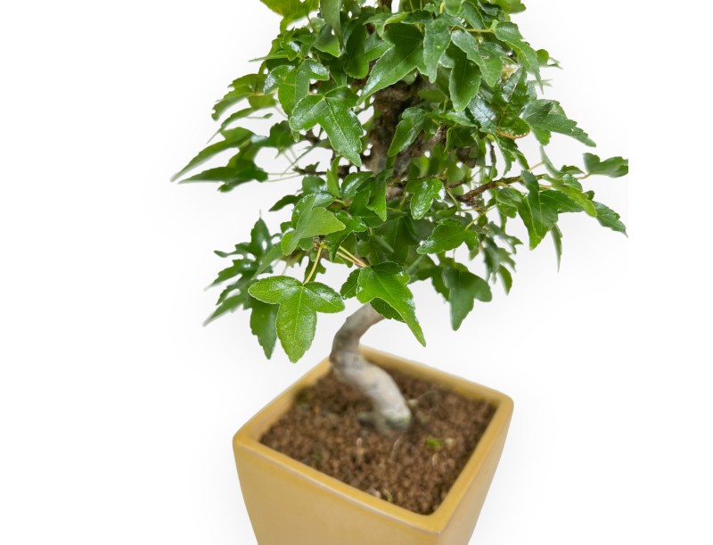 Acer Buergerianum - 25 cm