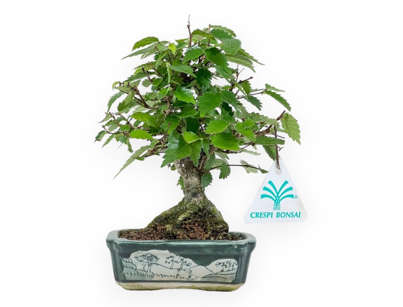 Zelkova Serrata - Ulme - 18 cm