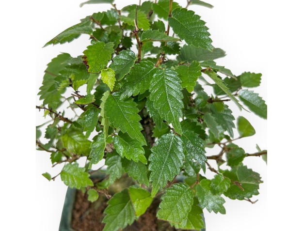 Zelkova Serrata - Orme - 18 cm 2
