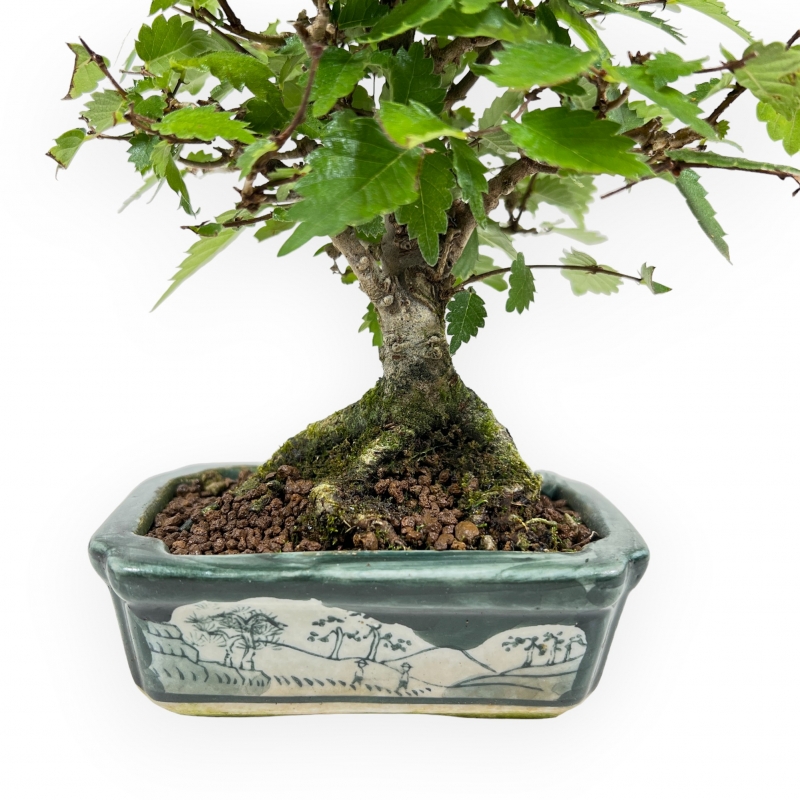Zelkova Serrata - Orme - 18 cm