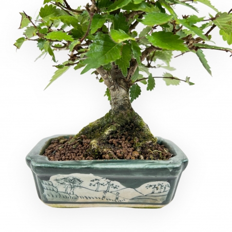 Zelkova Serrata - Orme - 18 cm