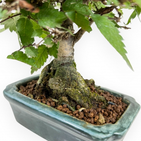 Zelkova Serrata - Elm - 18 cm