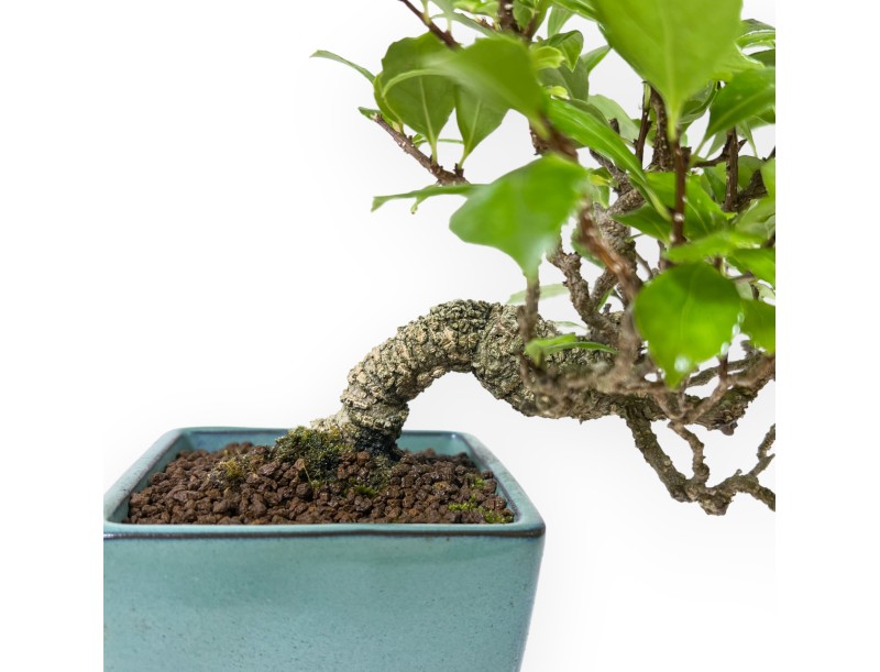 Celastrus Orbiculatus - Boomwurger - 21 cm