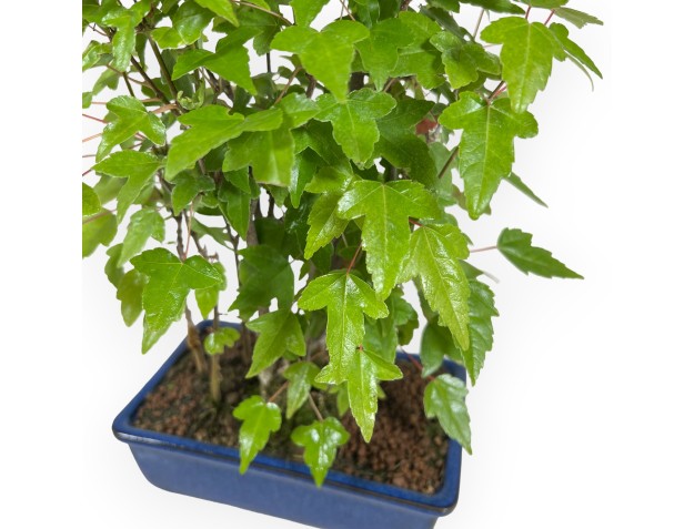 Acer buergerianum - Arce - 28 cm 2