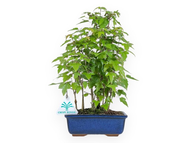 Acer buergerianum - Arce - 28 cm