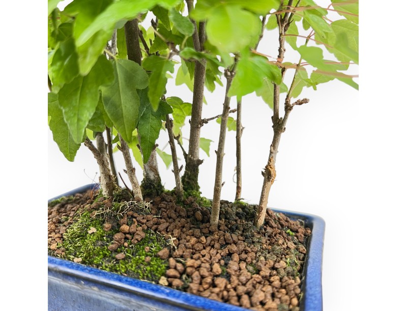 Acer buergerianum – Ahorn – 28 cm
