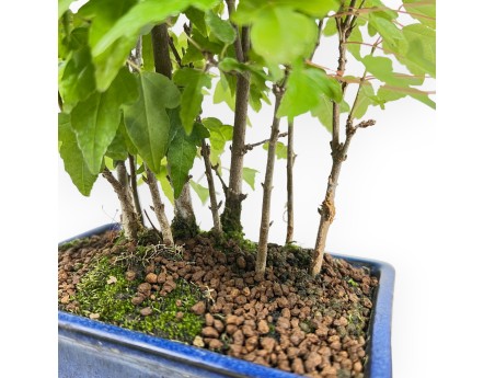 Acer Buergerianum - Acero - 28 cm