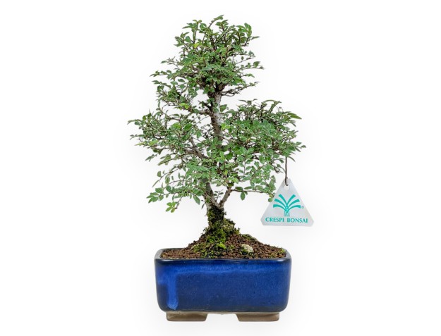 Ulmus parviflora - Iep - 27 cm