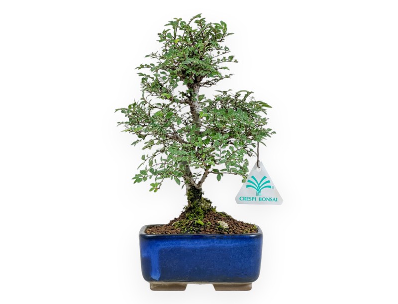 Ulmus parviflora – Elm – 27 cm