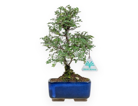 Ulmus parviflora – Elm – 27 cm