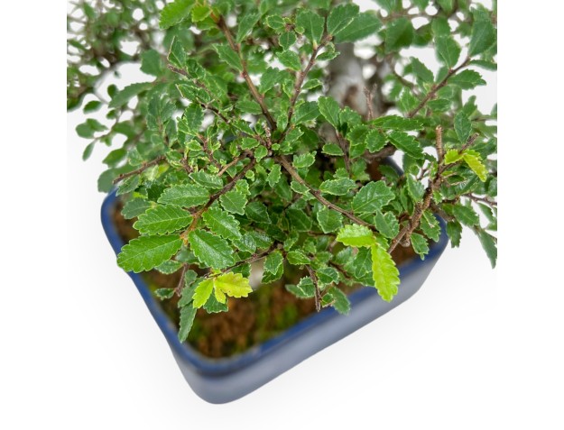 Ulmus parviflora - Orme - 27 cm 2