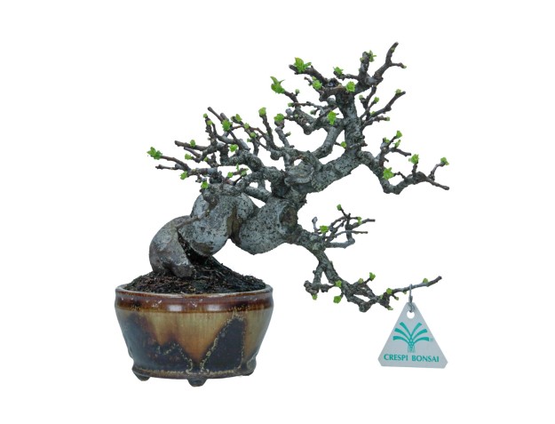 Pseudocydonia chinensis karin - Quince - 48 cm