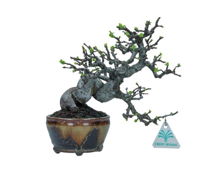 Pseudocydonia chinensis karin - Cotogno - 22 cm