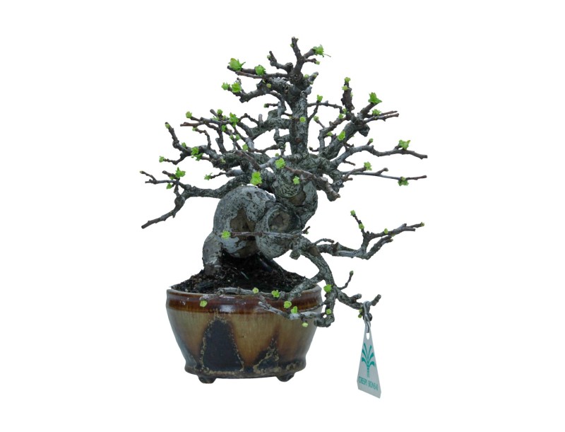 Pseudocydonia chinensis karin - Cognassier - 22 cm