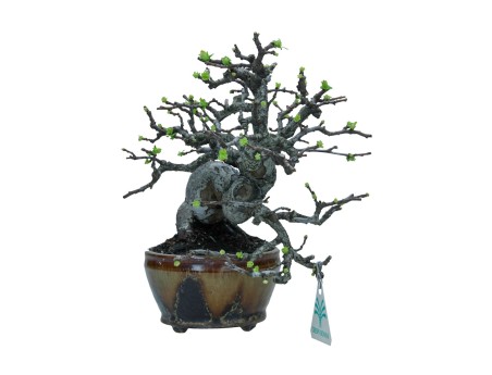 Pseudocydonia chinensis karin - Quince - 48 cm