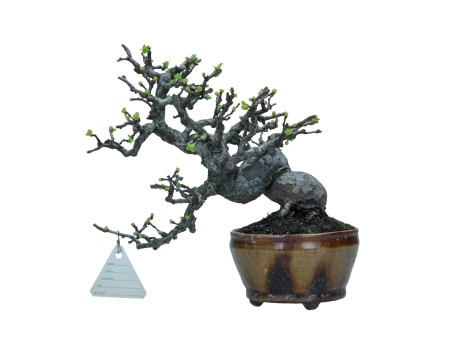 Pseudocydonia chinensis karin - Cognassier - 22 cm
