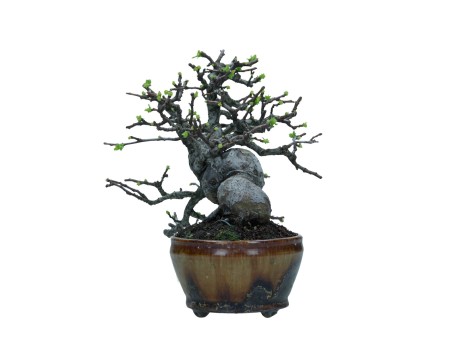 Pseudocydonia chinensis karin - Cognassier - 22 cm
