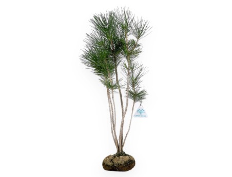 Pinus thunbergii – Schwarzkiefer – 45 cm