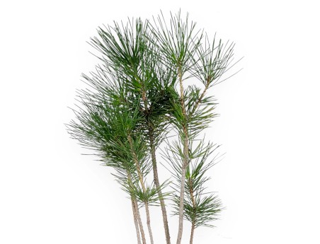 Pinus thunbergii - Pin noir - 45 cm