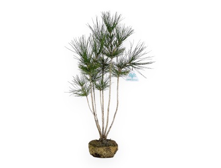 Pinus thunbergii - Zwarte den - 45 cm