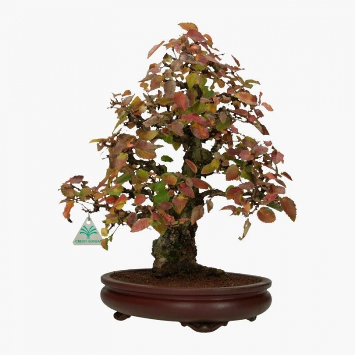 Carpinus coreana - hornbeam - 41 cm
