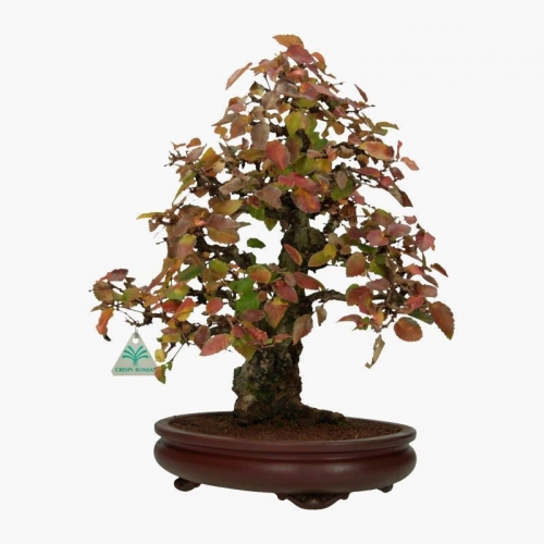 Carpinus coreana - haagbeuk - 41 cm
