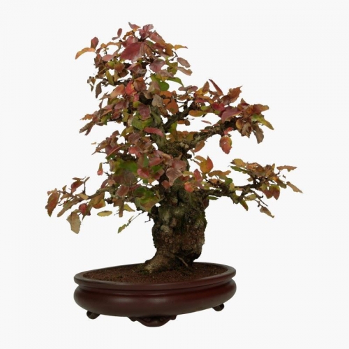Carpinus coreana - hornbeam - 41 cm