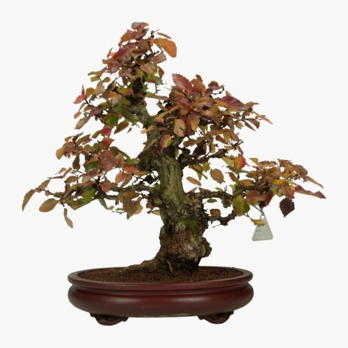 Carpinus coreana - charme - 41 cm