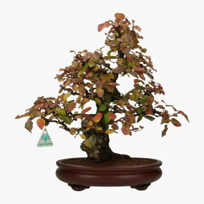 Carpinus coreana - hornbeam - 41 cm