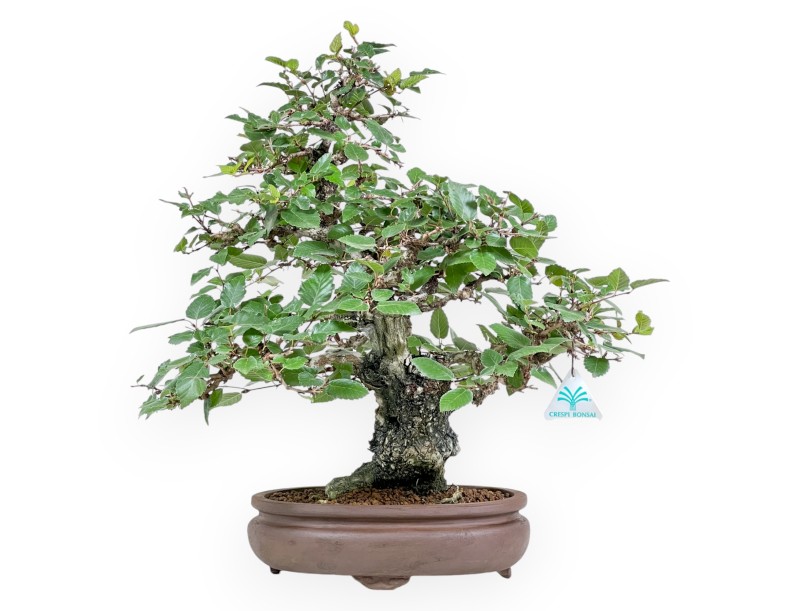 Carpinus Koreana - Haagbeuk - 41 cm