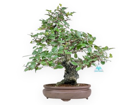 Carpinus Koreana - Hornbeam - 41 cm
